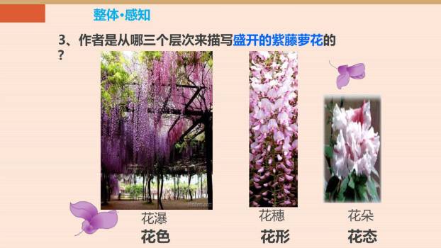 紫藤萝瀑布PPT课件66