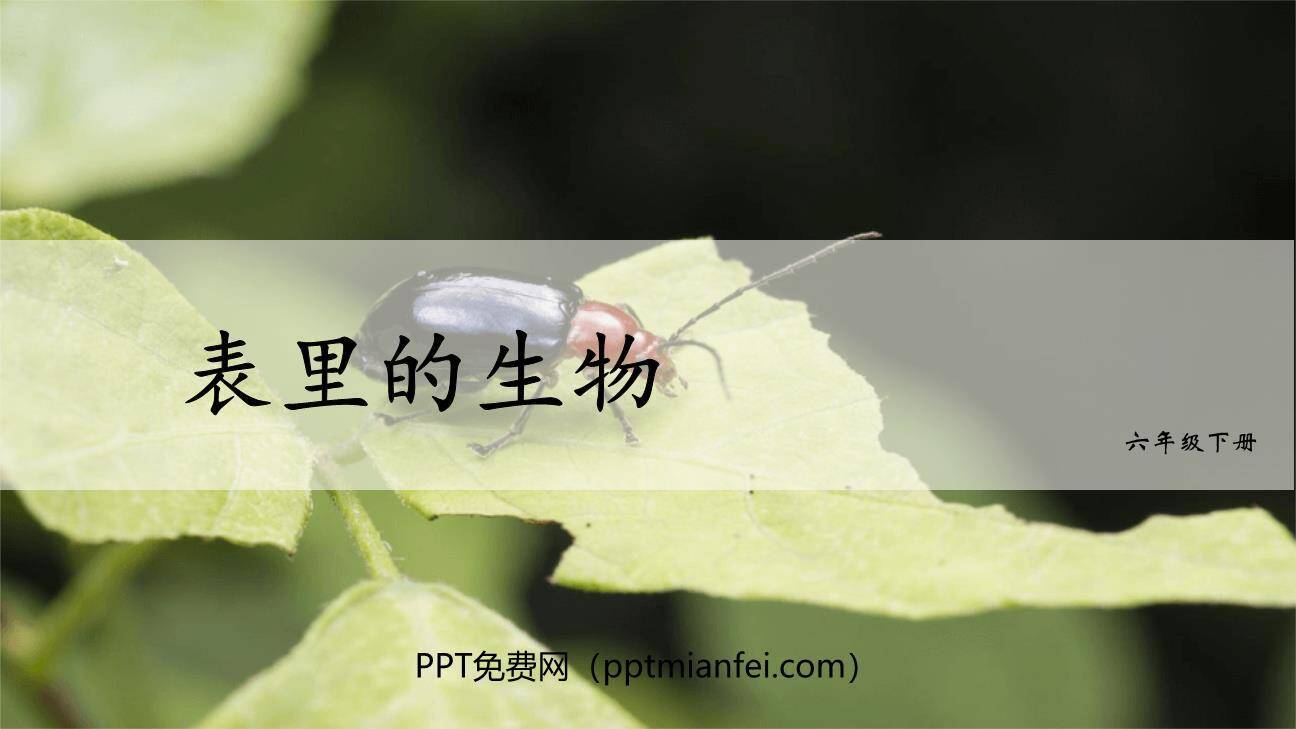 表里的生物PPT课件70