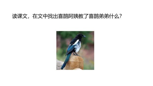 枫树上的喜鹊PPT课件53