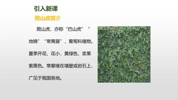 爬山虎的脚PPT课件68