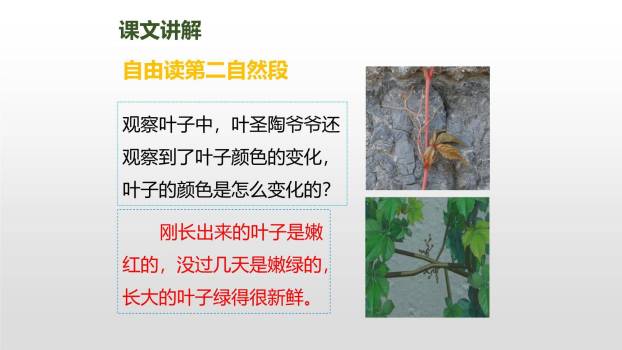 爬山虎的脚PPT课件64