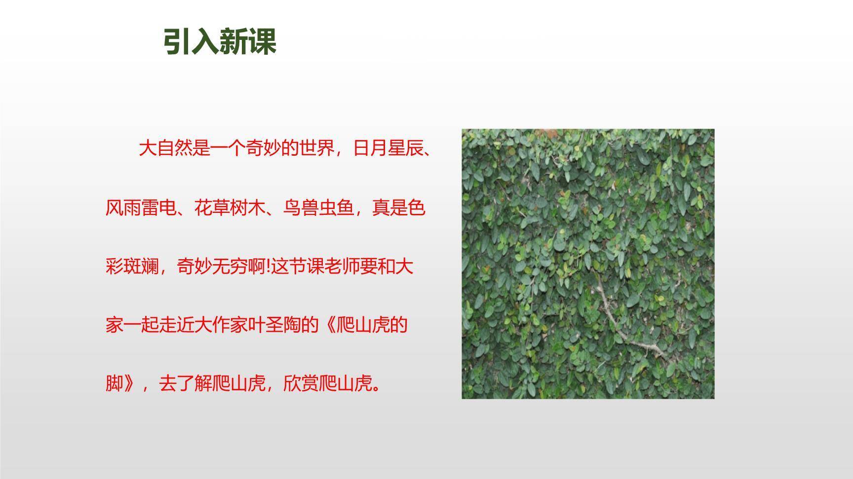 爬山虎的脚PPT课件67