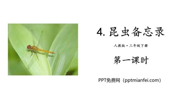 昆虫备忘录PPT课件20