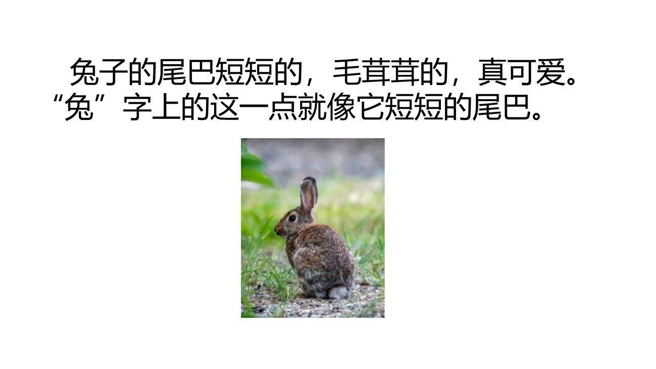 比尾巴PPT课件53