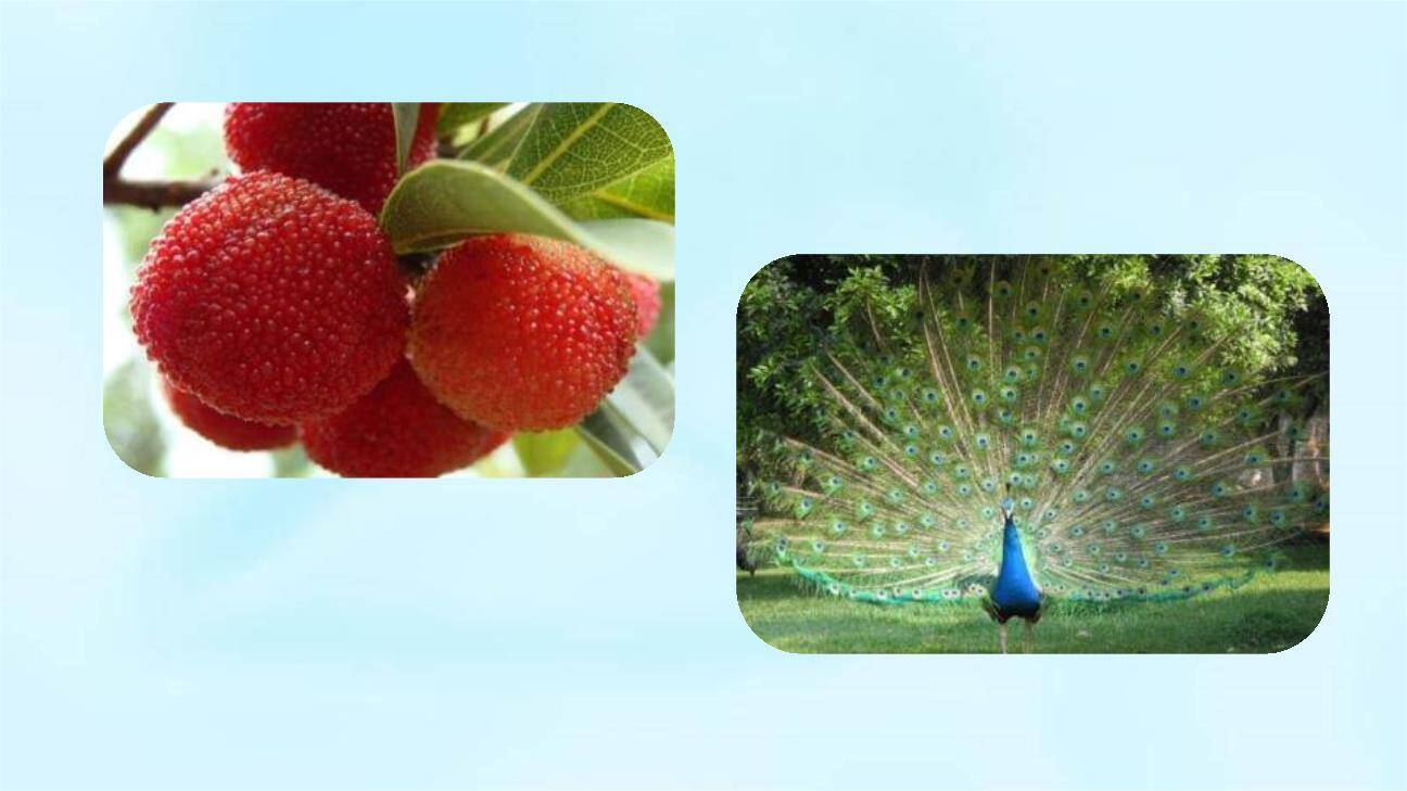 杨氏之子PPT课件78