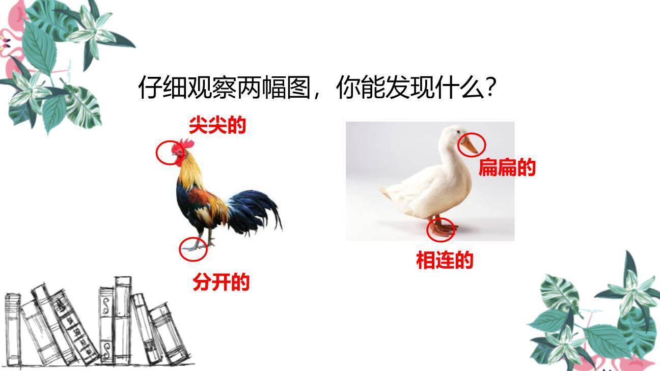 小公鸡和小鸭子PPT课件24