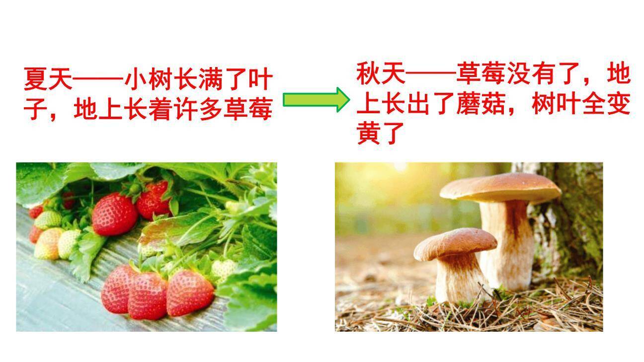 小蜗牛PPT课件11