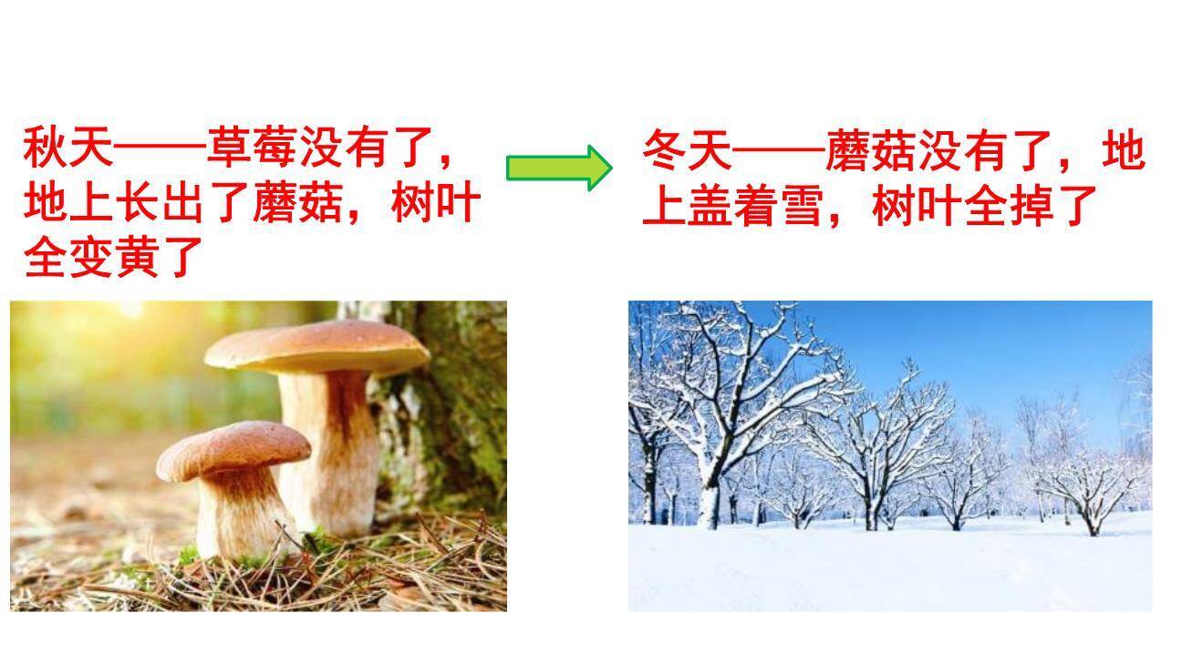 小蜗牛PPT课件14