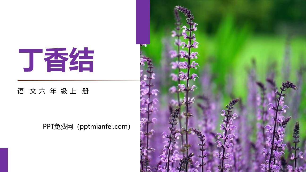 丁香结PPT课件70