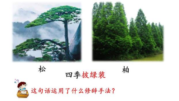 树之歌PPT课件33