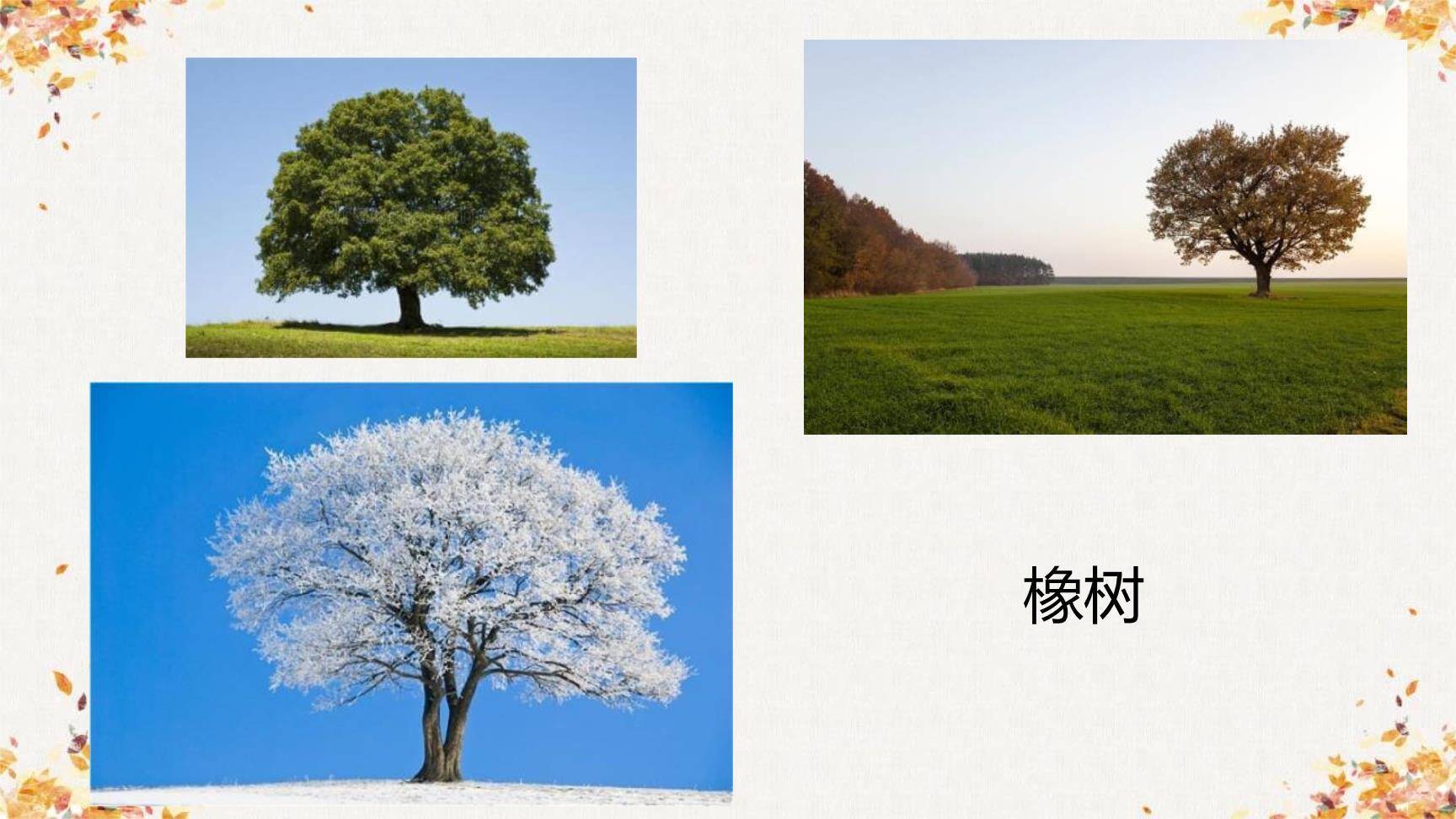 植树的牧羊人PPT课件71