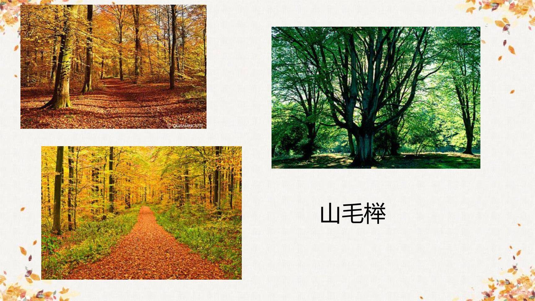 植树的牧羊人PPT课件72