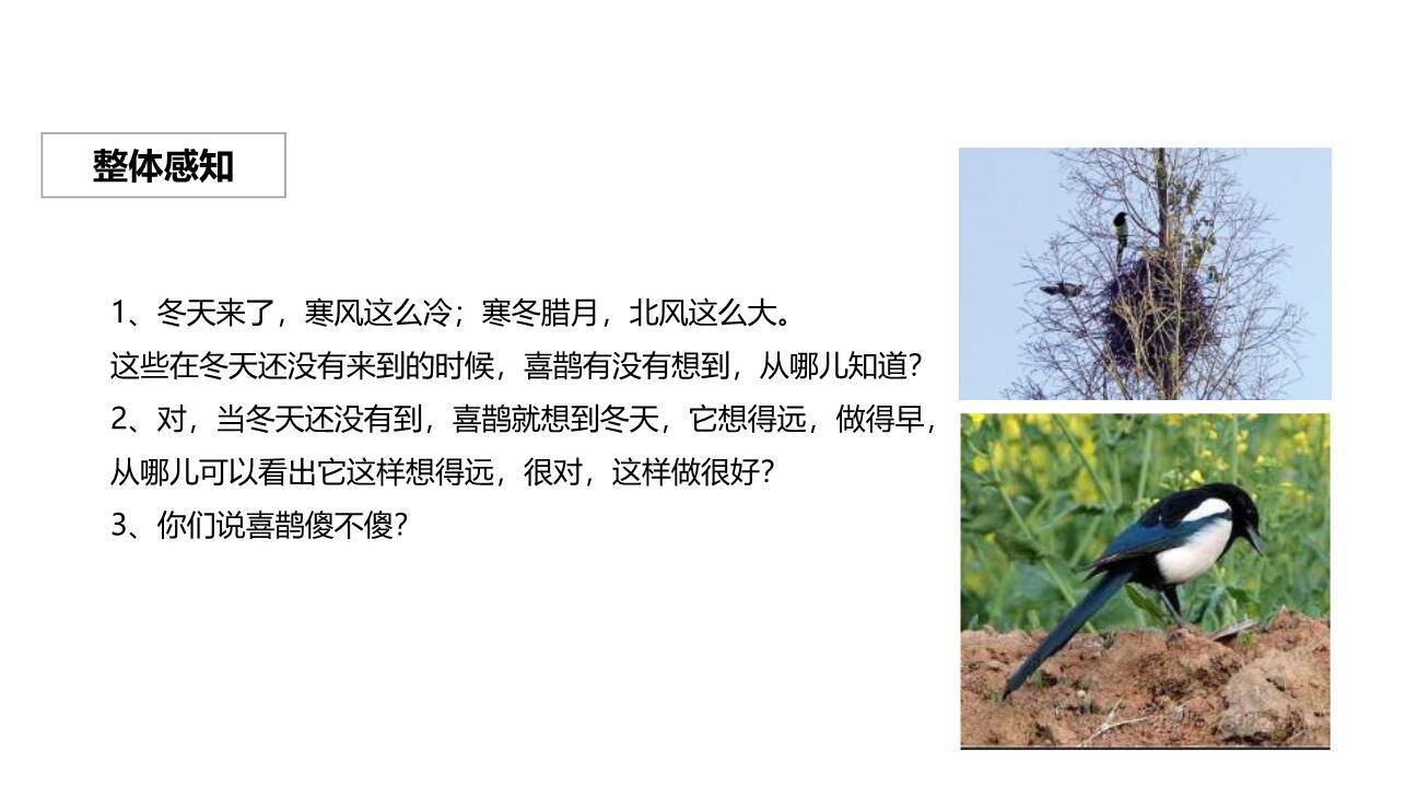寒号鸟PPT课件59