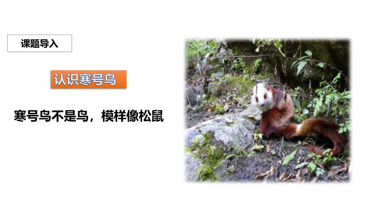 寒号鸟PPT课件55