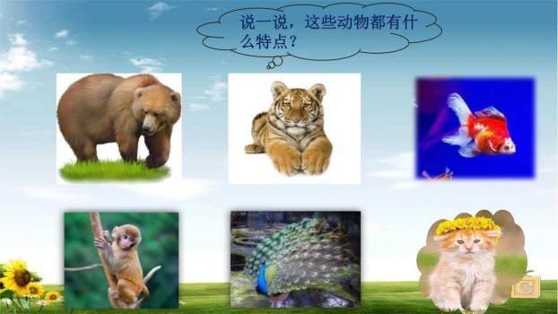 小小动物园PPT课件56