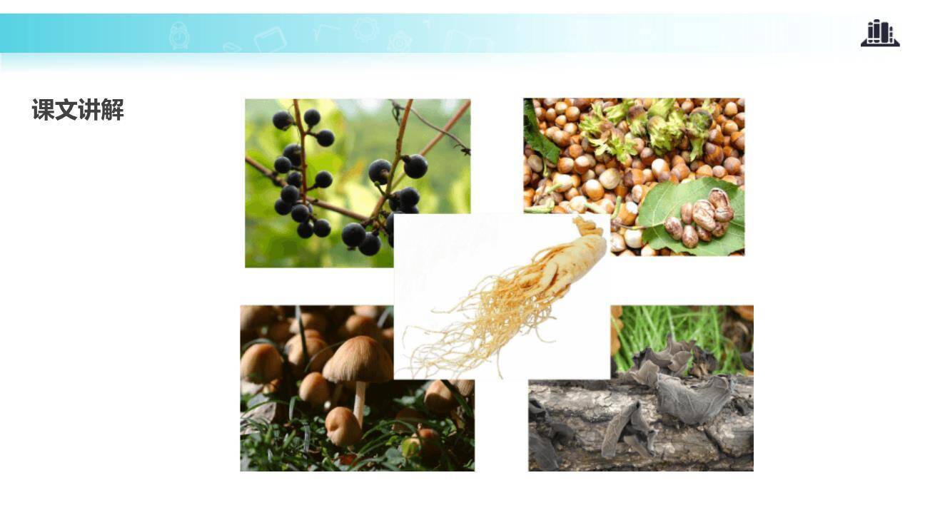 美丽的小兴安岭PPT课件46