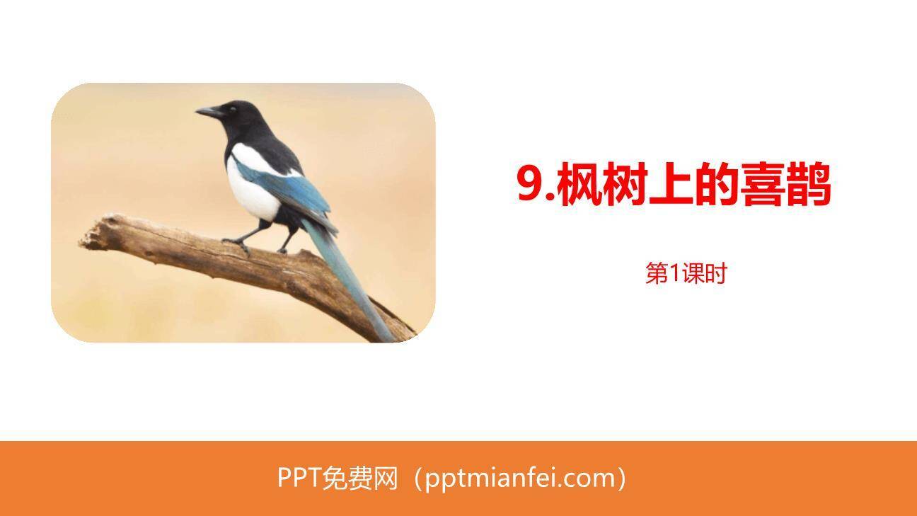 枫树上的喜鹊PPT课件60