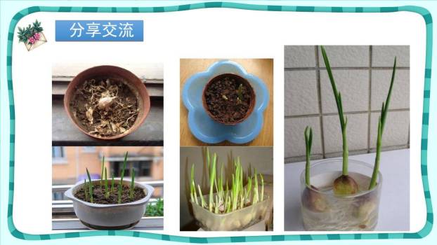 写观察日记PPT课件24