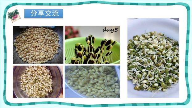 写观察日记PPT课件25