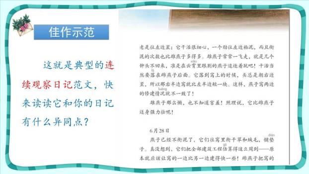 写观察日记PPT课件27