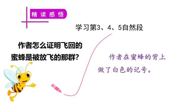 蜜蜂PPT课件11