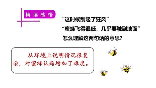 蜜蜂PPT课件13
