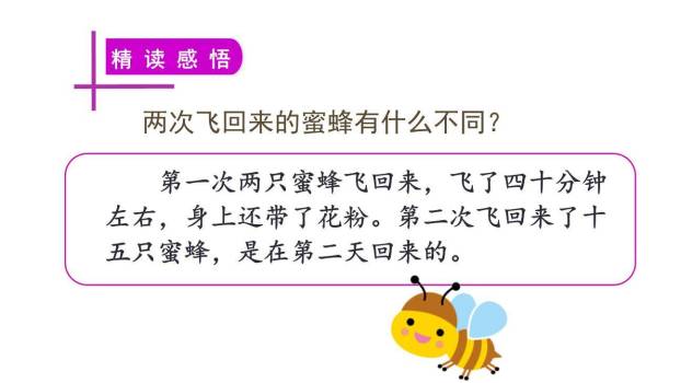 蜜蜂PPT课件14