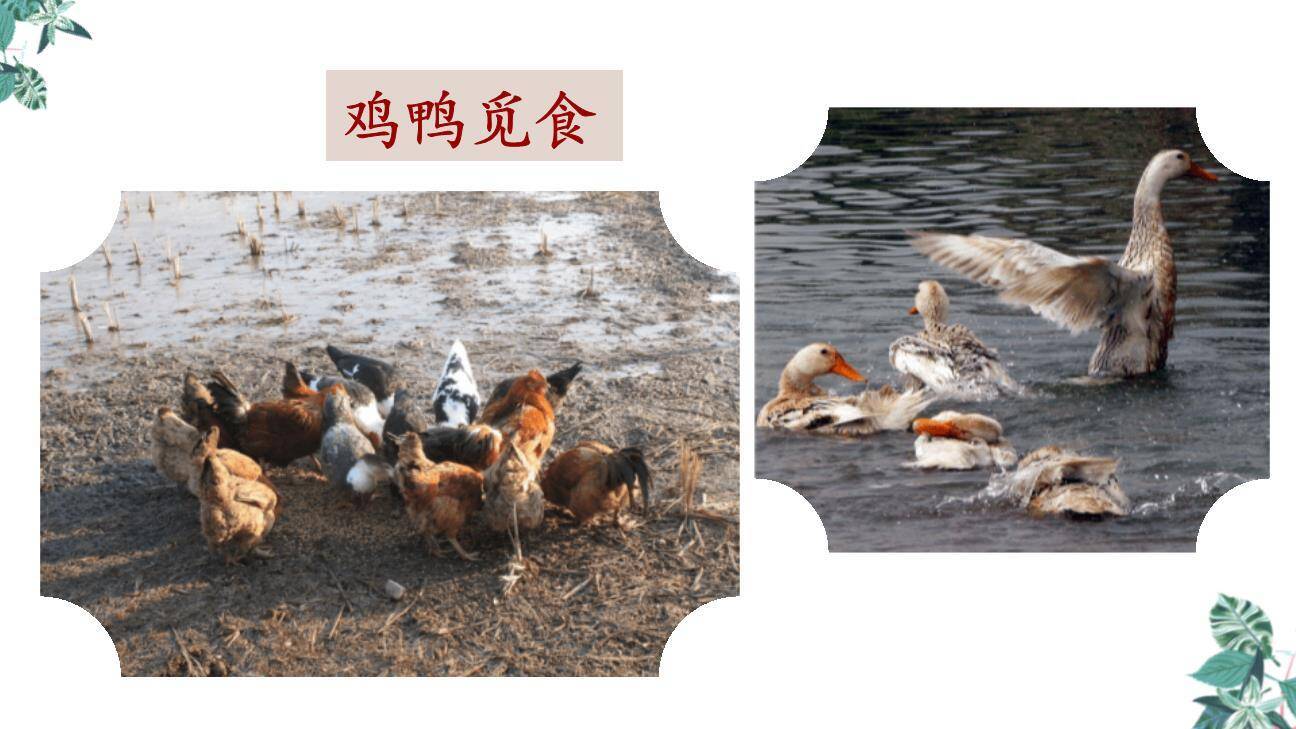 乡下人家PPT课件66