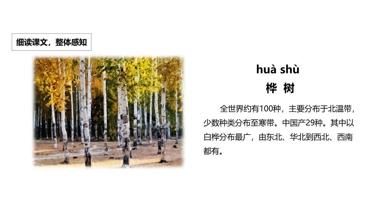 树之歌PPT课件19