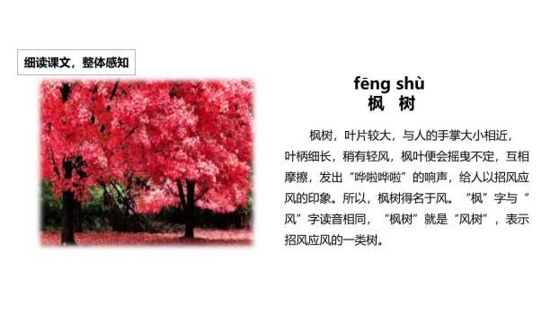 树之歌PPT课件13