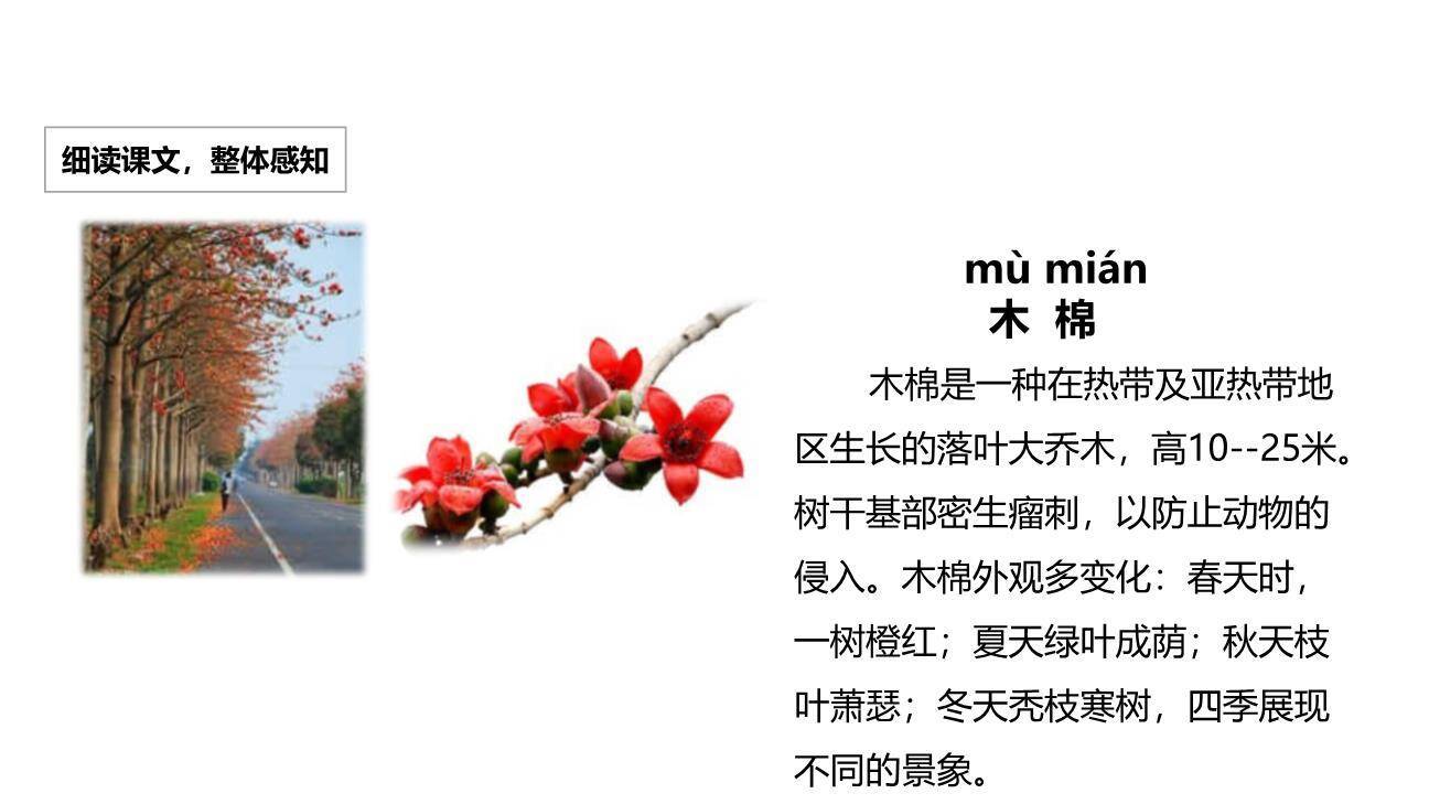 树之歌PPT课件15