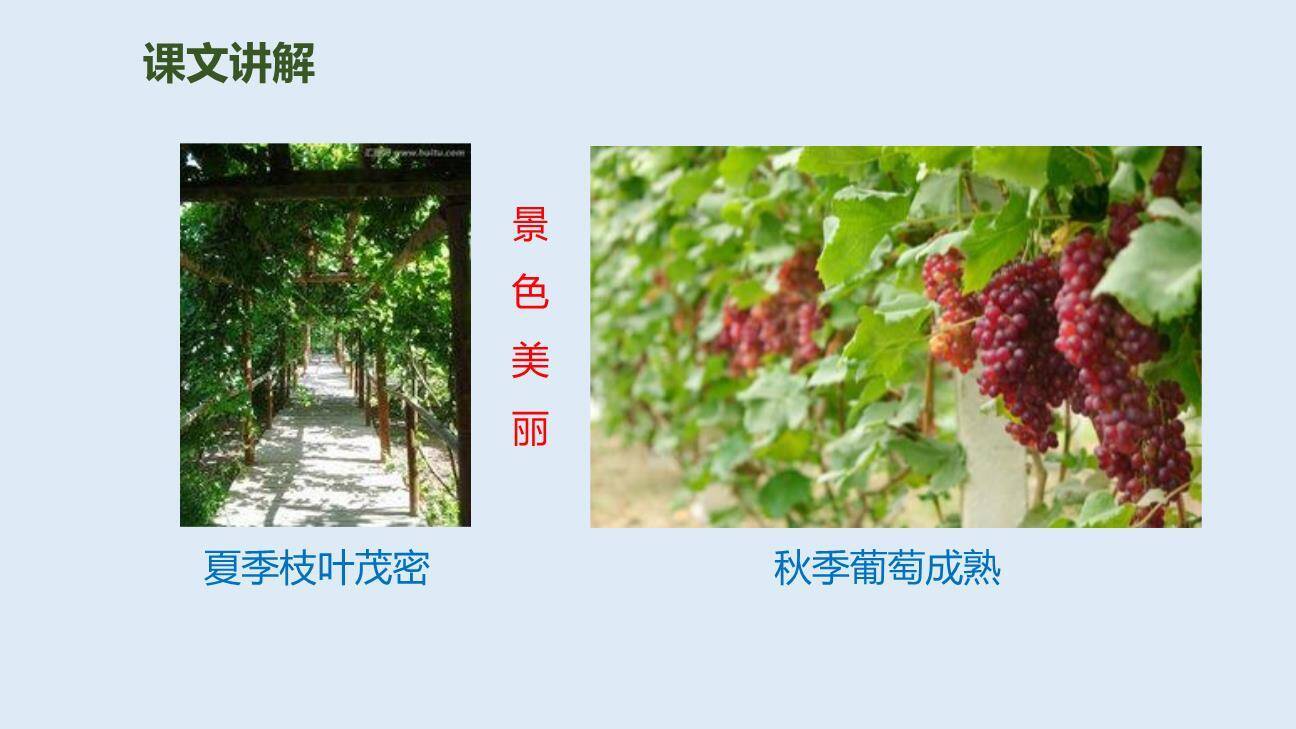 葡萄沟PPT课件75