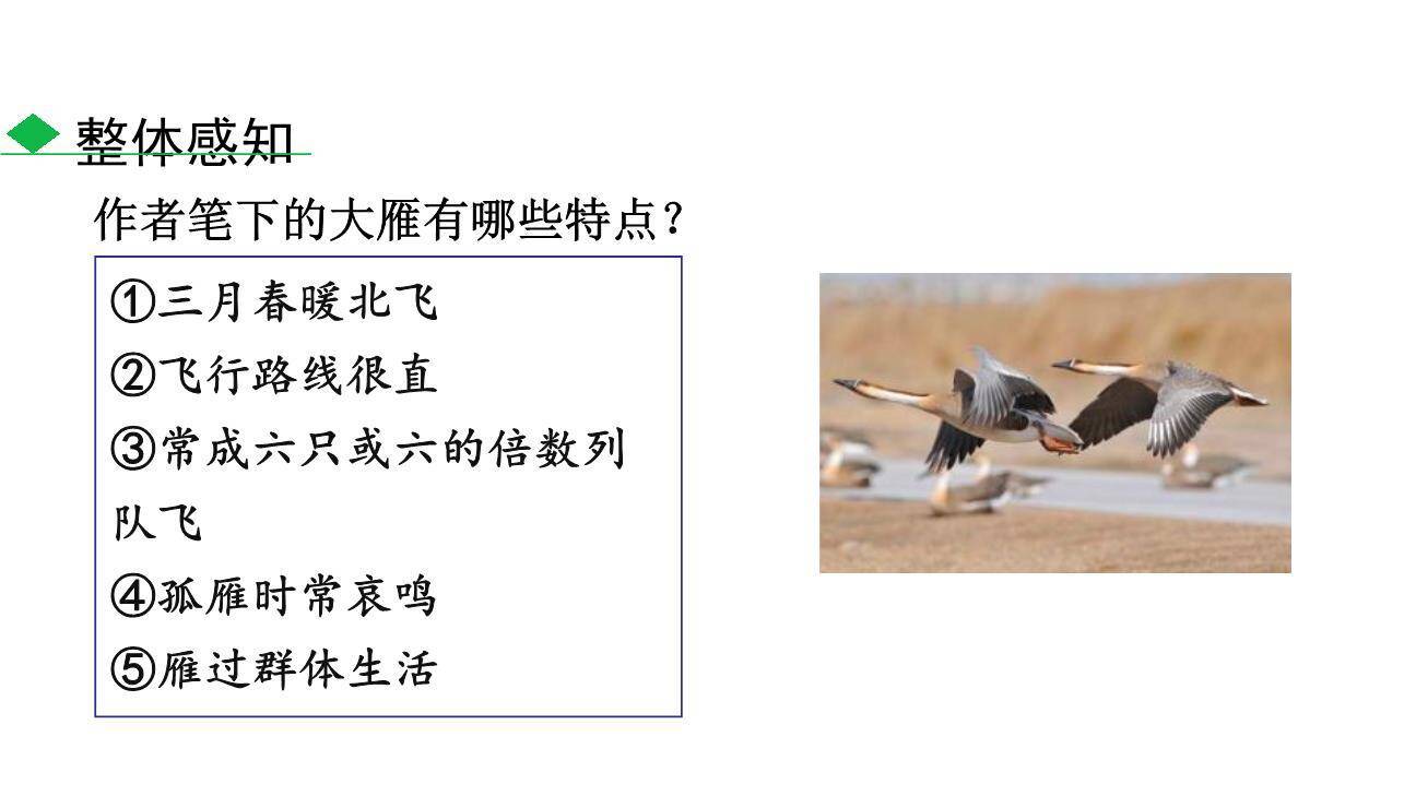 大雁归来PPT课件53