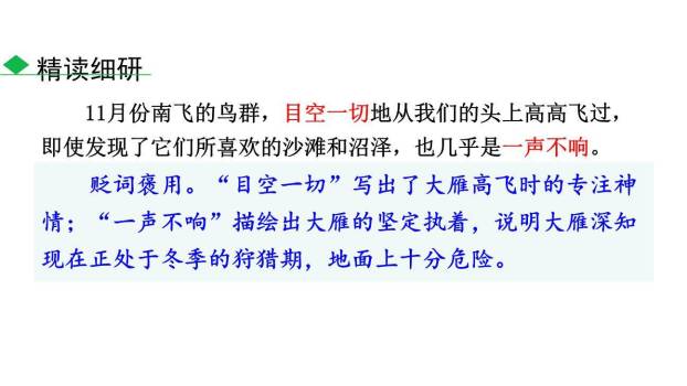 大雁归来PPT课件55