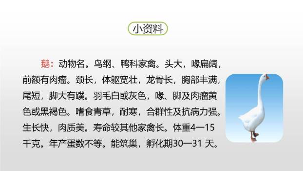 白鹅PPT课件42