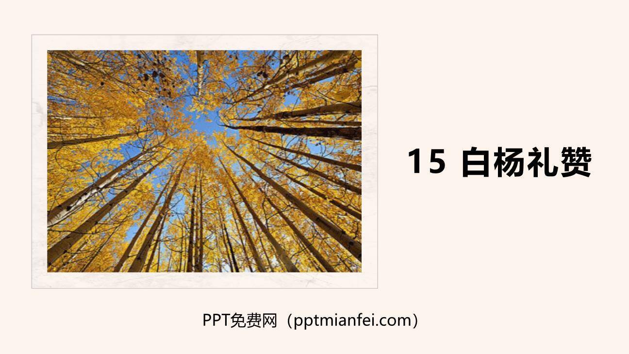 白杨礼赞PPT课件80