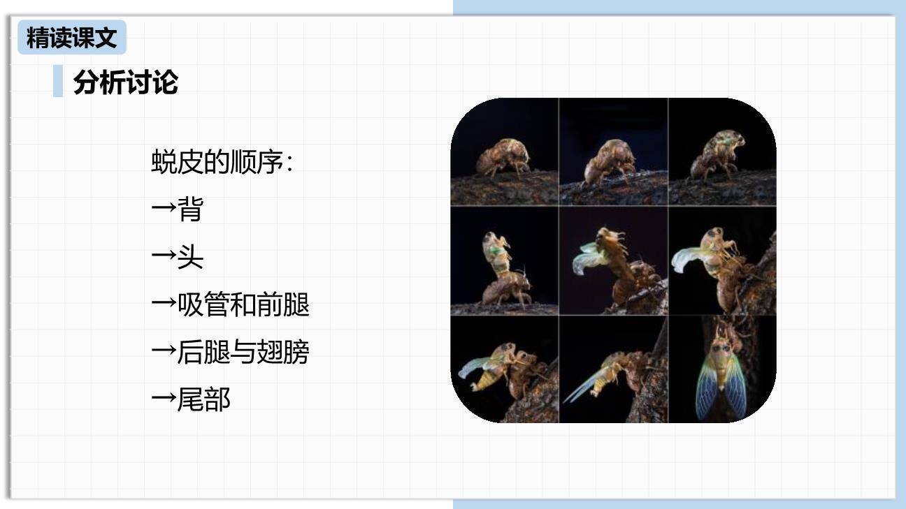 蝉PPT课件78