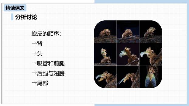 蝉PPT课件78