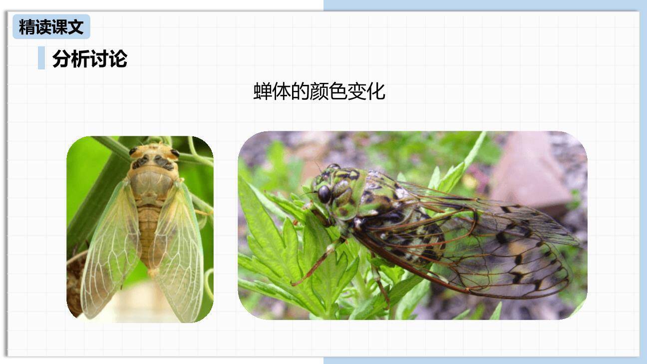 蝉PPT课件79