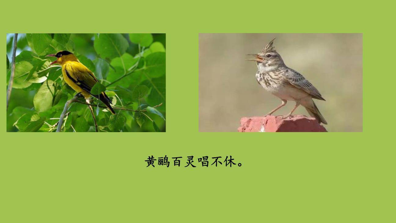 拍手歌PPT课件14