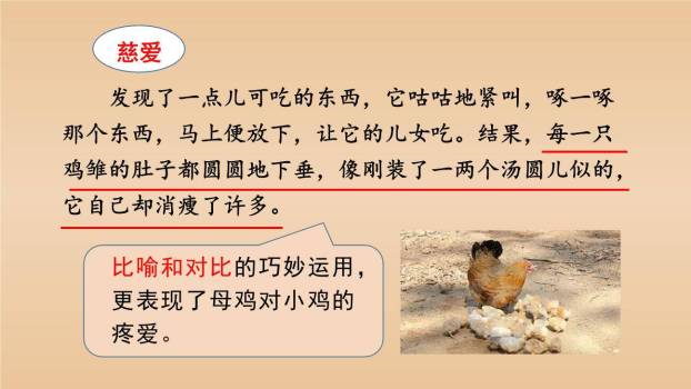 母鸡PPT课件59