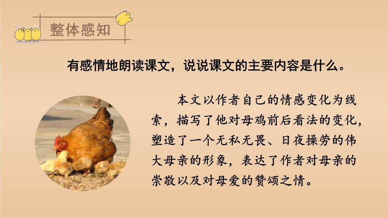母鸡PPT课件51