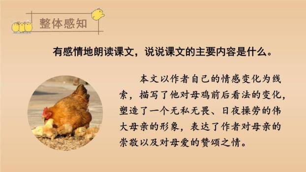 母鸡PPT课件51