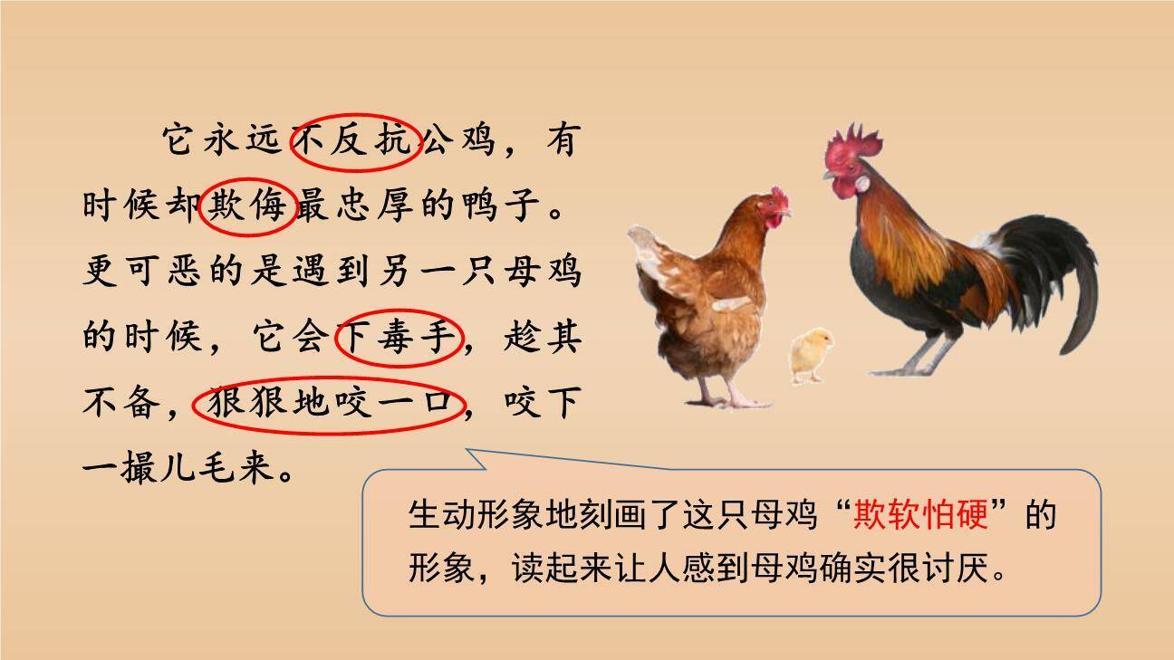 母鸡PPT课件54