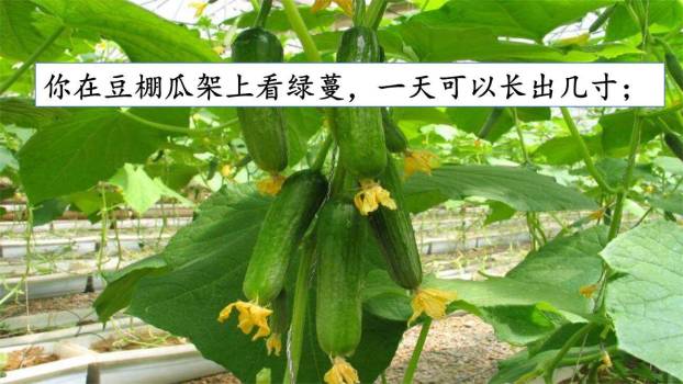 夏天里的成长PPT课件38