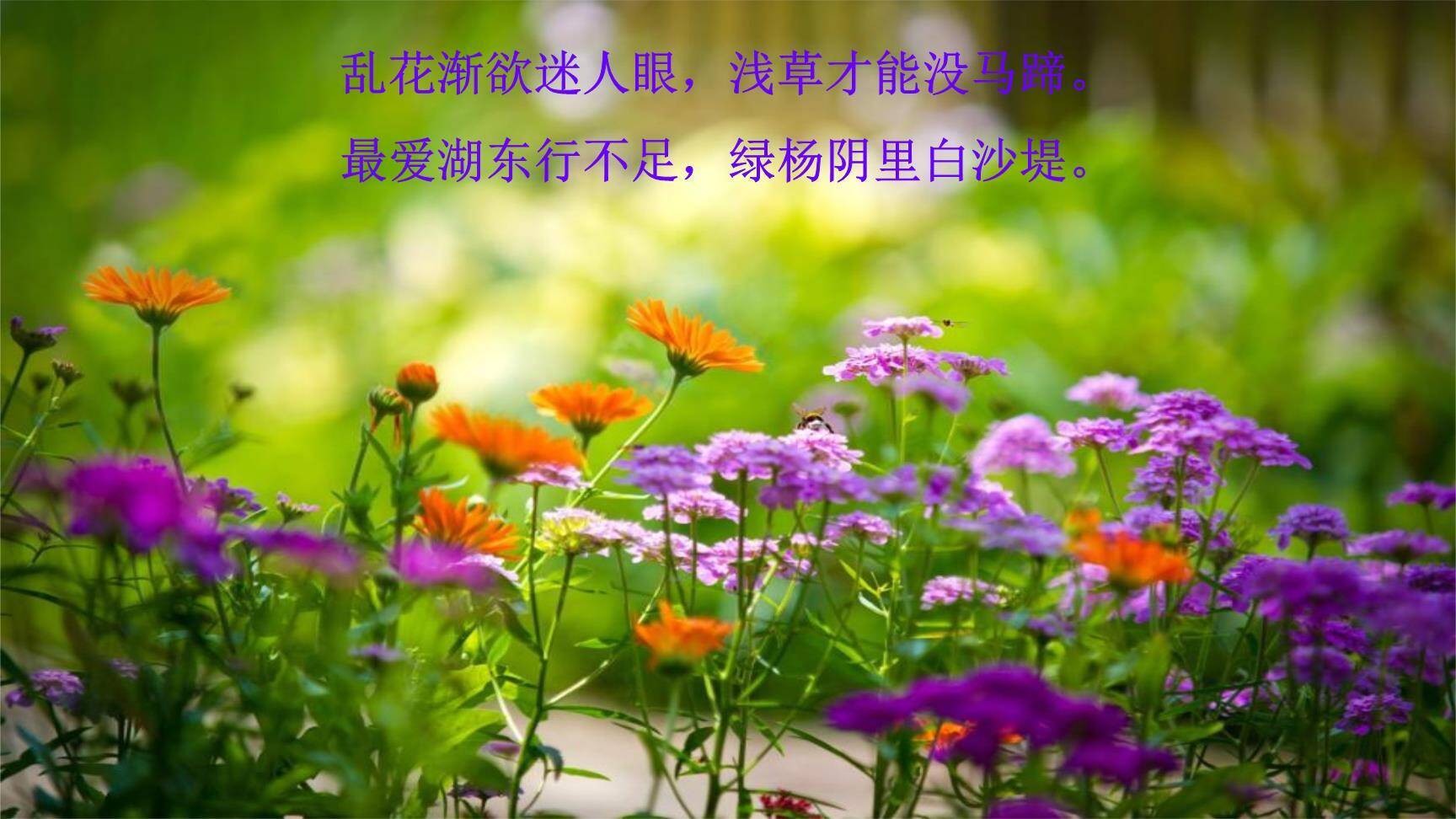 钱塘湖春行PPT课件52