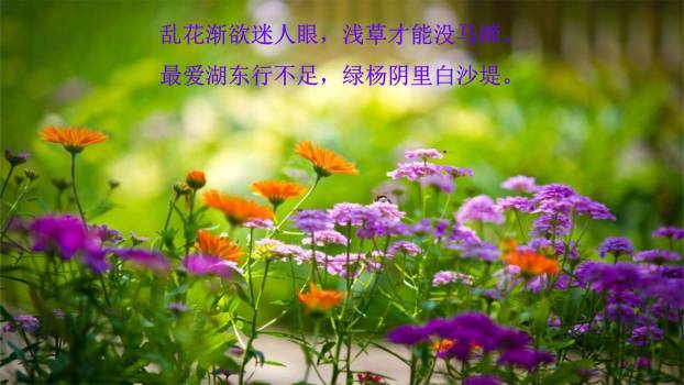 钱塘湖春行PPT课件52