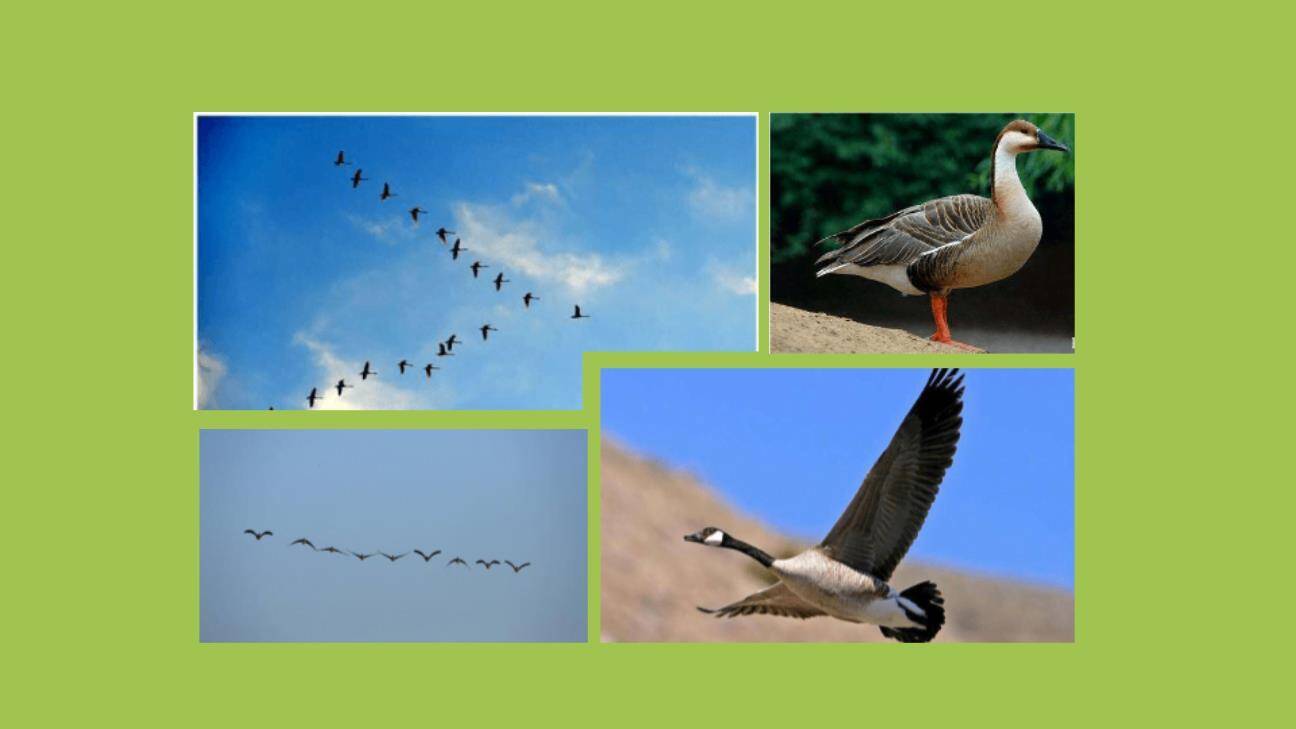 秋天PPT课件第二课时3