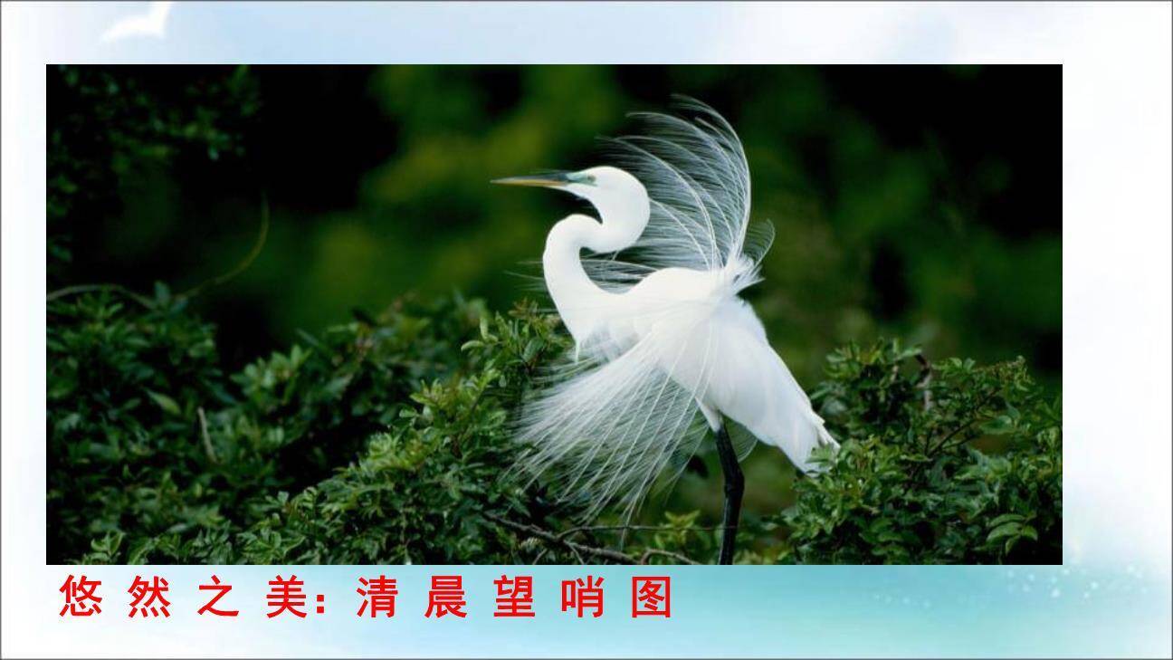 白鹭PPT课件59