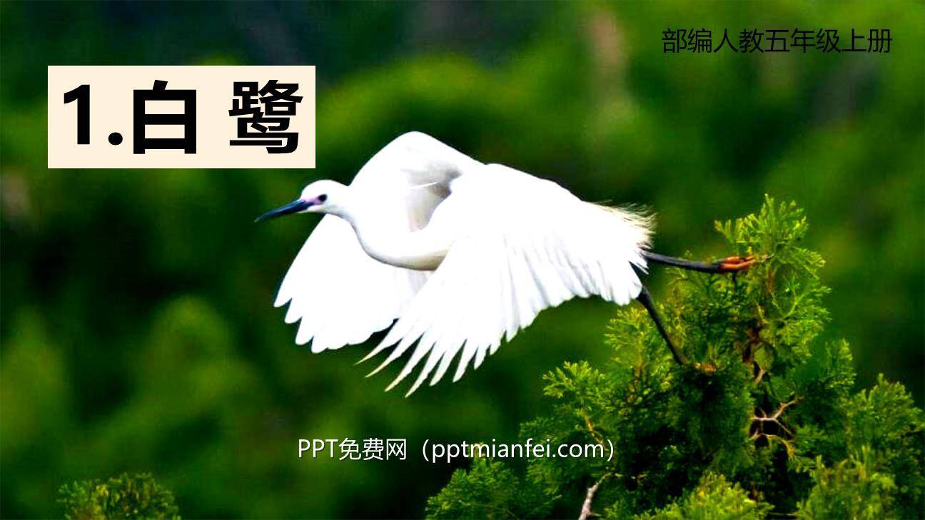 白鹭PPT课件50
